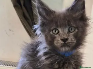 Maine Coon cats Maine coon pedigree kittens - Advert 12
