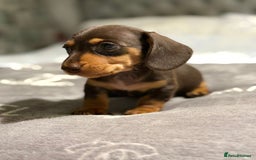 Dachshund dogs for sale: Beautiful dachshunds - Image 12