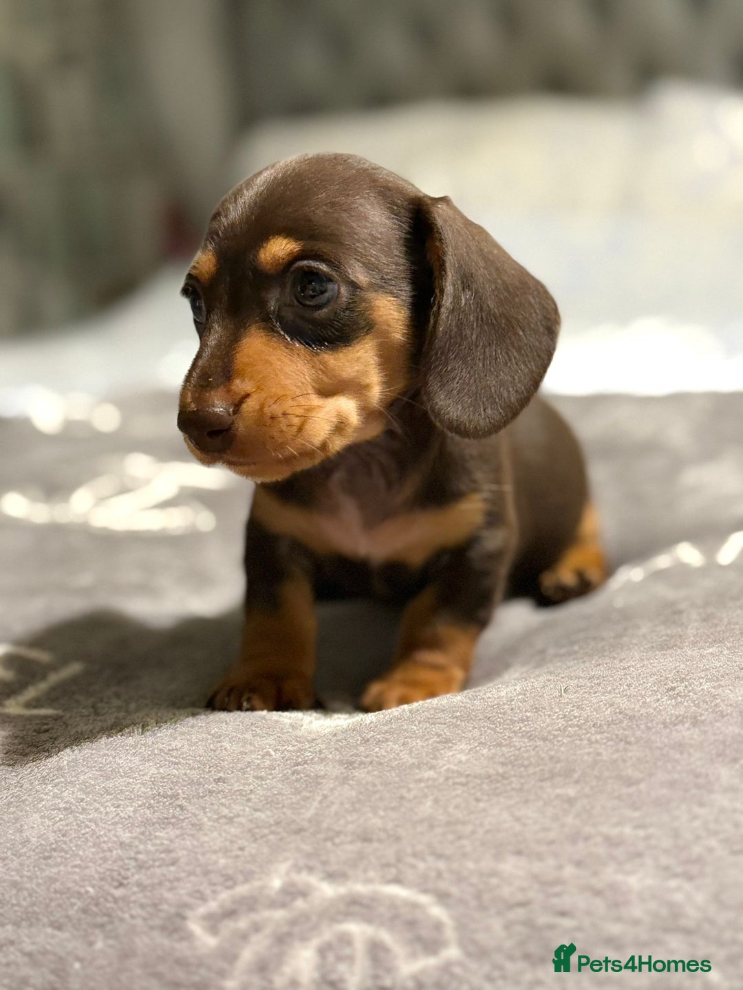 Dachshund dogs for sale: Beautiful dachshunds - Image 12