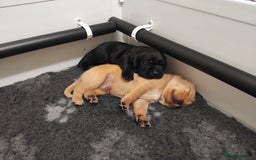 Labrador Retriever dogs for sale: KC Labrador puppies 5weeks old 3 boys  - Image 16