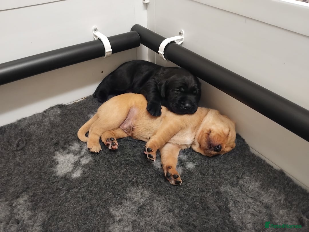 Labrador Retriever dogs for sale: KC Labrador puppies 5weeks old 3 boys  - Image 16