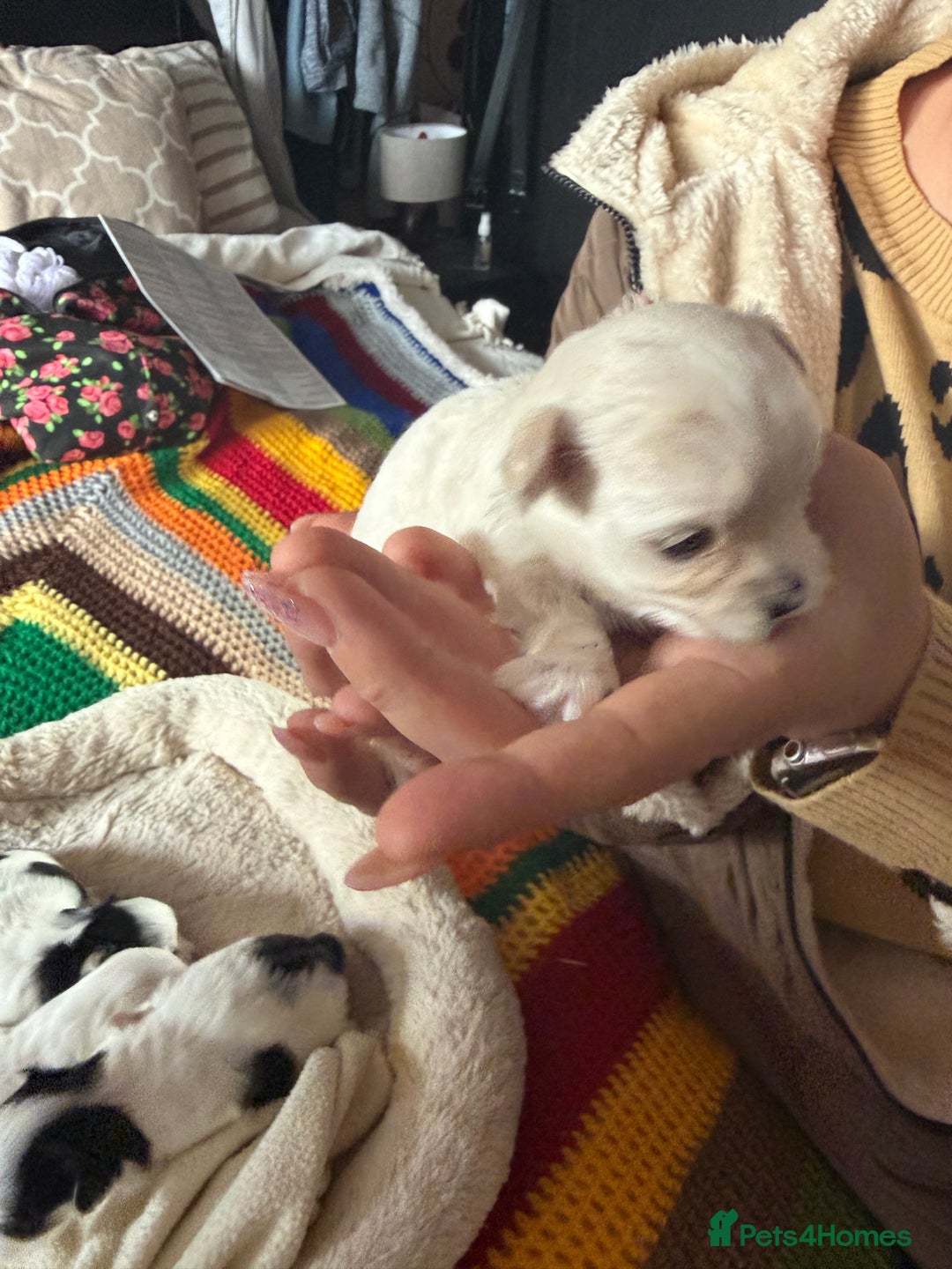 Morkie dogs for sale: +44 7794 219509 Mini morkie for sale  - Image 6