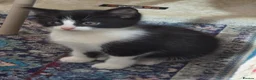 Mixed Breed cats for sale: A male ginger tabby and a female tuxedo - Advert 10