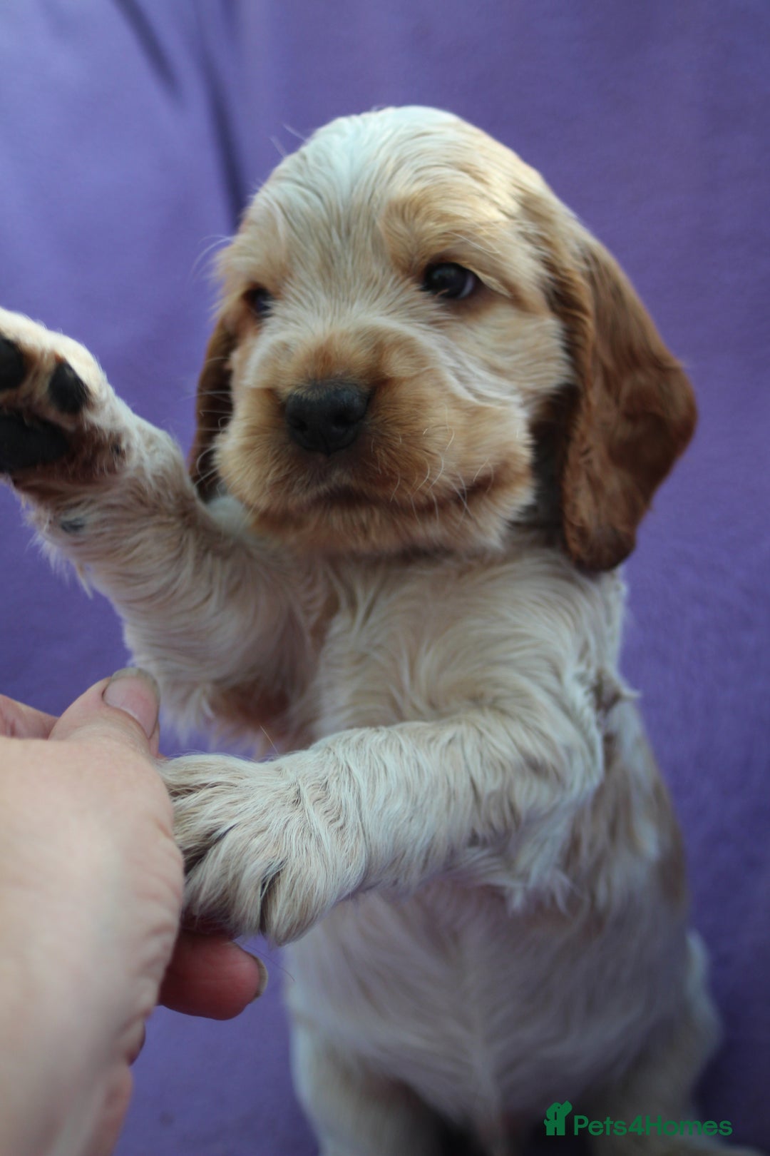 Cocker Spaniel dogs for sale: Beautiful pedigree cocker spaniel puppies - Image 5