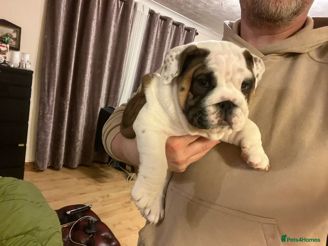 English Bulldog dogs for sale: English bulldogs - Advert 27