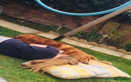 Golden Retriever dogs for sale: **True Gold** Pure Golden Retriever Puppies - Image 23