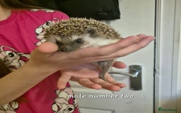 Pygmy Hedgehog rodents for sale: 2 x male pgymy hedgehogs  - Advert 6