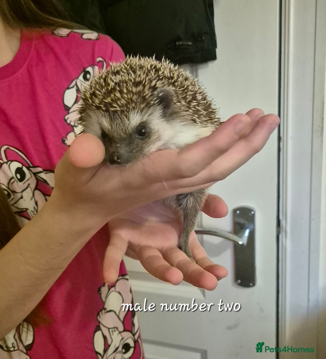 Pygmy Hedgehog rodents for sale: 2 x male pgymy hedgehogs  - Advert 6