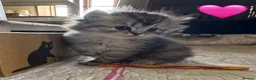 British Longhair cats for sale: Beautiful Longhaired Kittens  - Advert 16