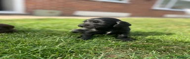 Cocker Spaniel 3
