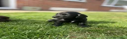 Cocker Spaniel dogs for sale: 3 working cocker spaniel boys - Advert 3