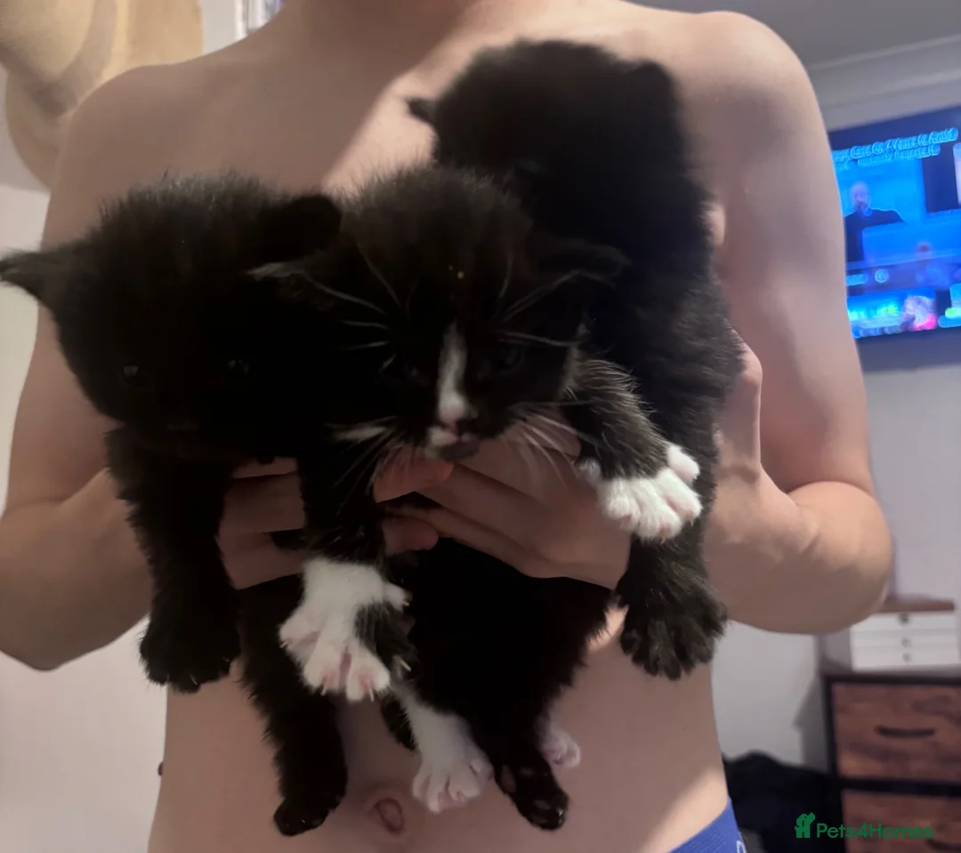 Mixed Breed cats for sale: Gorgeous little Ones.  - Advert 2