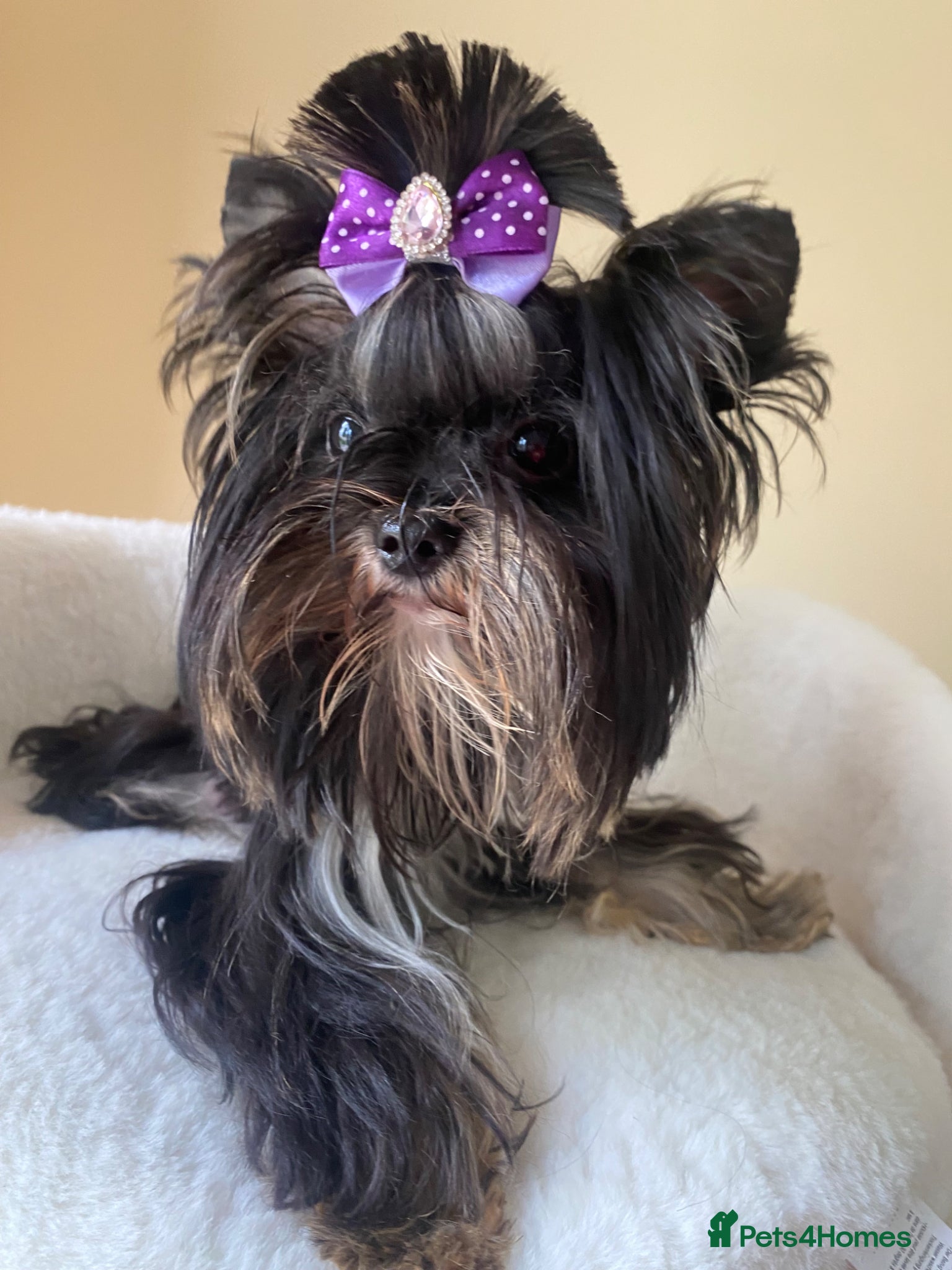 Yorkshire Terrier dogs Colorful Yorkshire Terrier puppies for sale - Advert 17