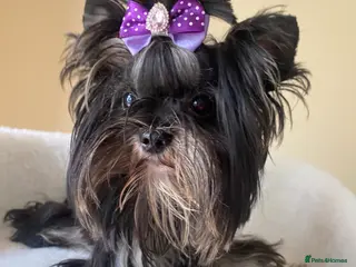 Yorkshire Terrier dogs Colorful Yorkshire Terrier puppies for sale - Advert 17