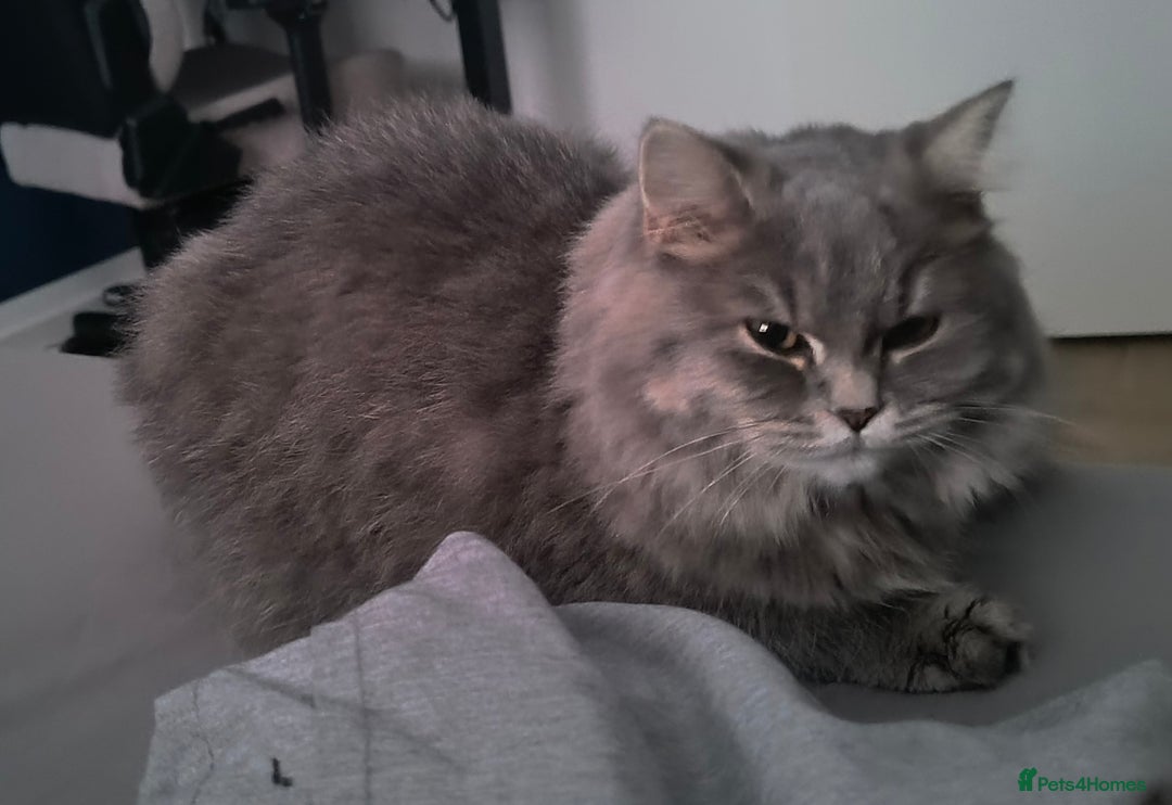 British Longhair cats for sale: Spayed British Longhair Female Adult - Image 4