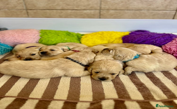 Golden Retriever dogs - Advert 2