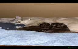 Ragdoll cats for sale: Ragdoll x British shirt hair - Image 4
