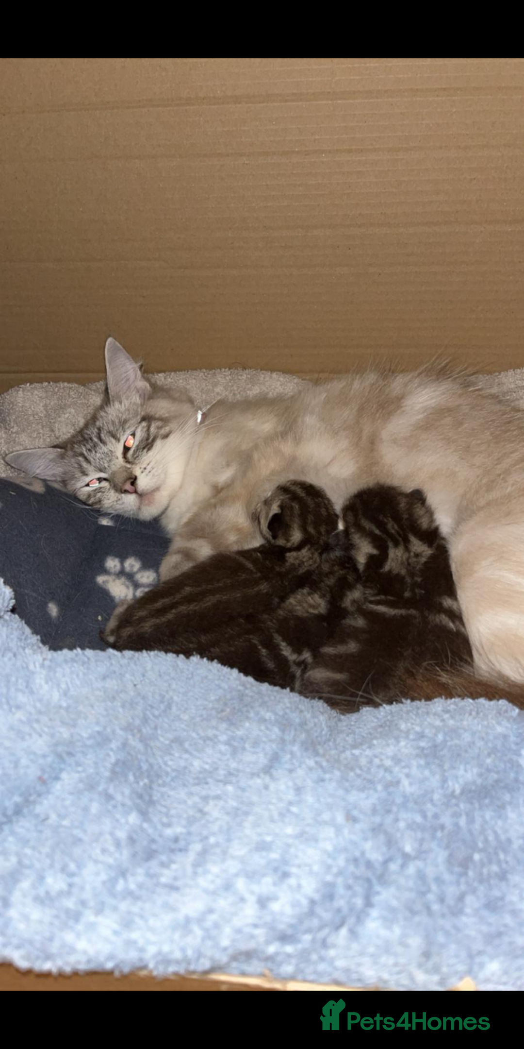 Ragdoll cats for sale: Ragdoll x British shirt hair - Image 4