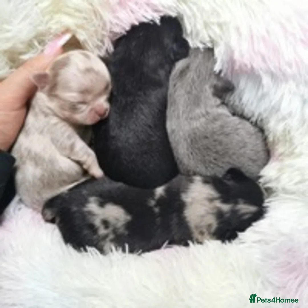 Chihuahua dogs for stud: Extra tiny chocolate and tan stud dog DNA tested in Rotherham - Advert 15