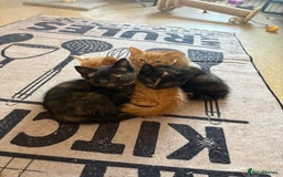 Mixed Breed cats for sale: Kittens For Sale - Image 8
