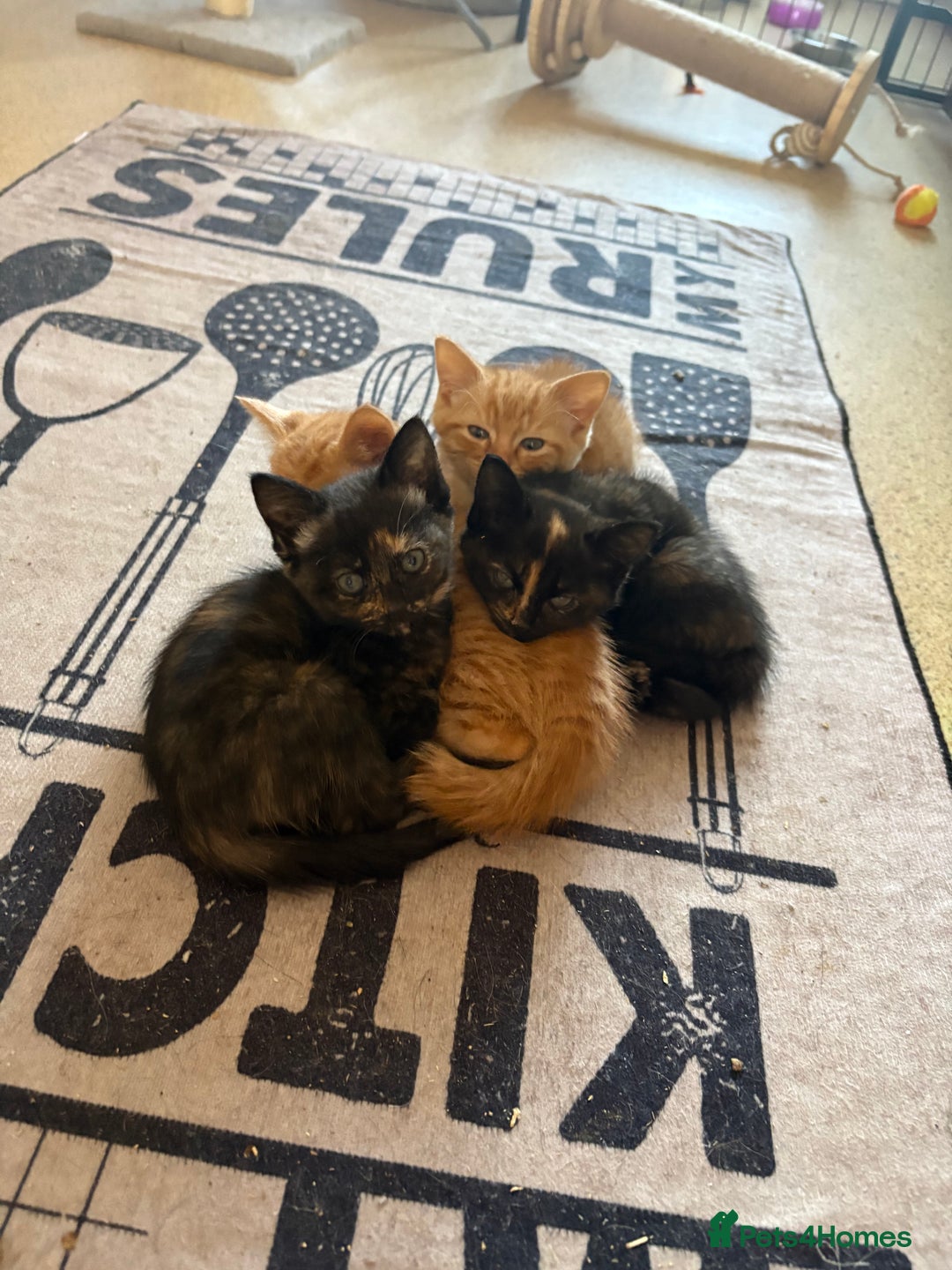 Mixed Breed cats for sale: Kittens For Sale - Image 8