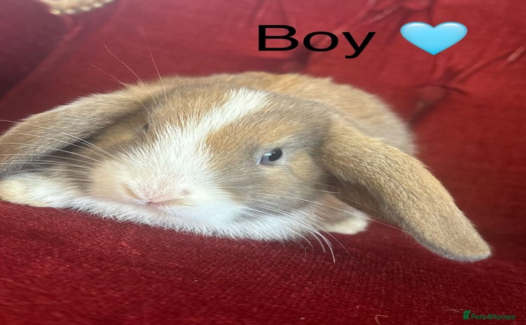 Mini Lop rabbits - Advert 11