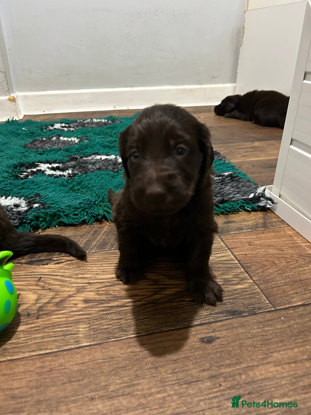 Flat coated Retriever dogs for sale: Beautiful litter of liver flatcoat puppies  - Advert 10