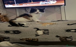 Mixed Breed cats for sale: Calio Kitten Female 2 Months Old - Image 12