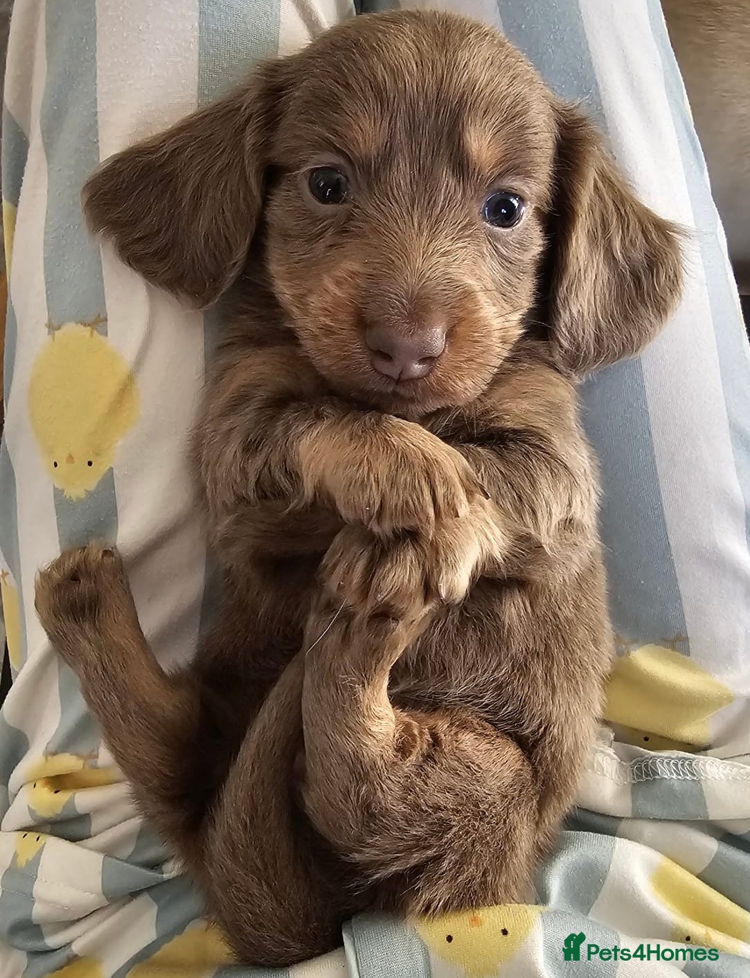Miniature Dachshund dogs Miniature Dachshund KC Reg Longhair Isabella & Tan - Advert 13