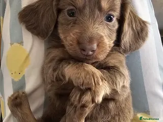 Miniature Dachshund dogs Miniature Dachshund KC Reg Longhair Isabella & Tan - Advert 13