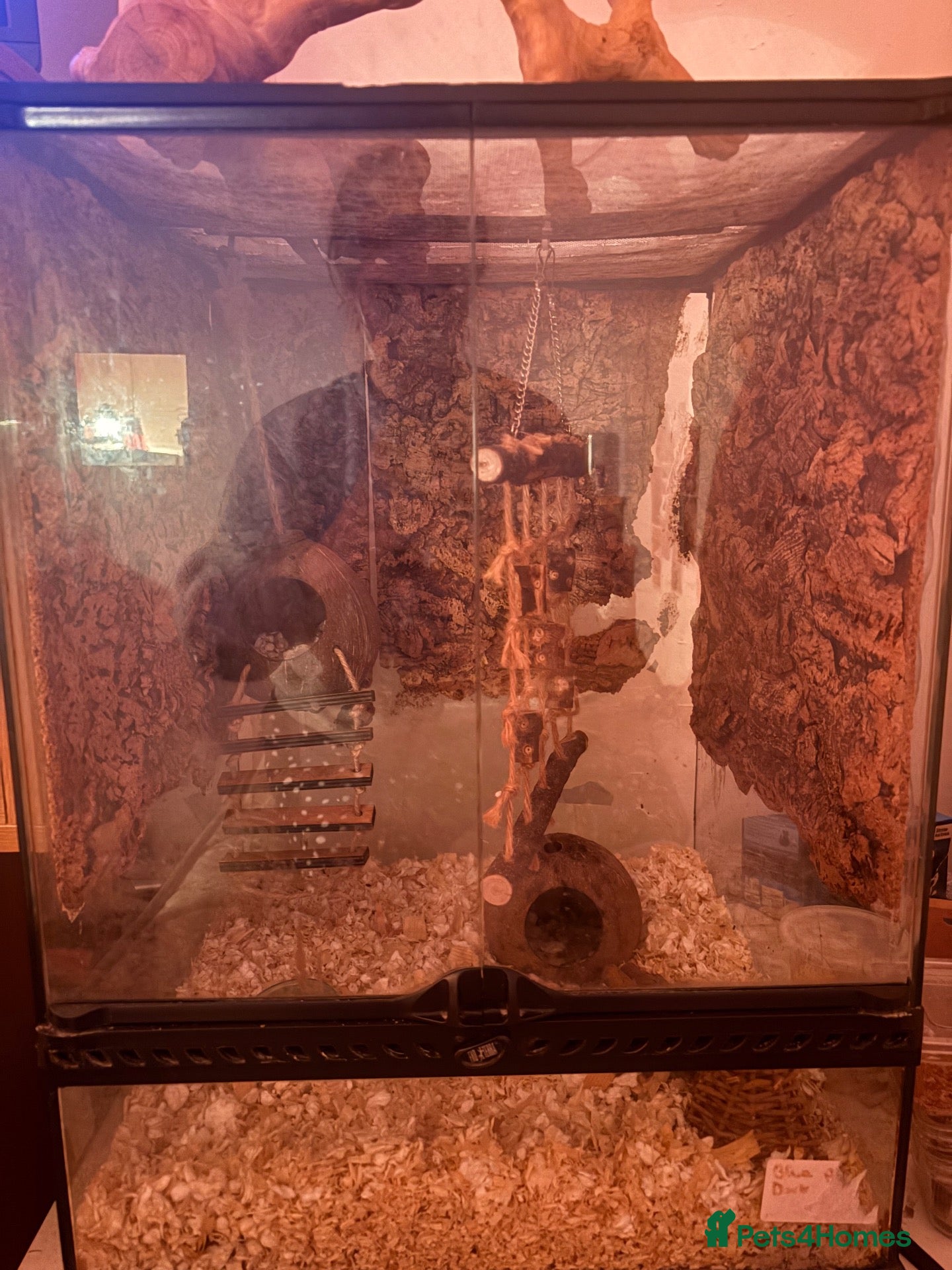 Mixed Breed rodents for sale: african pygmy doormouse+viv - Advert 1