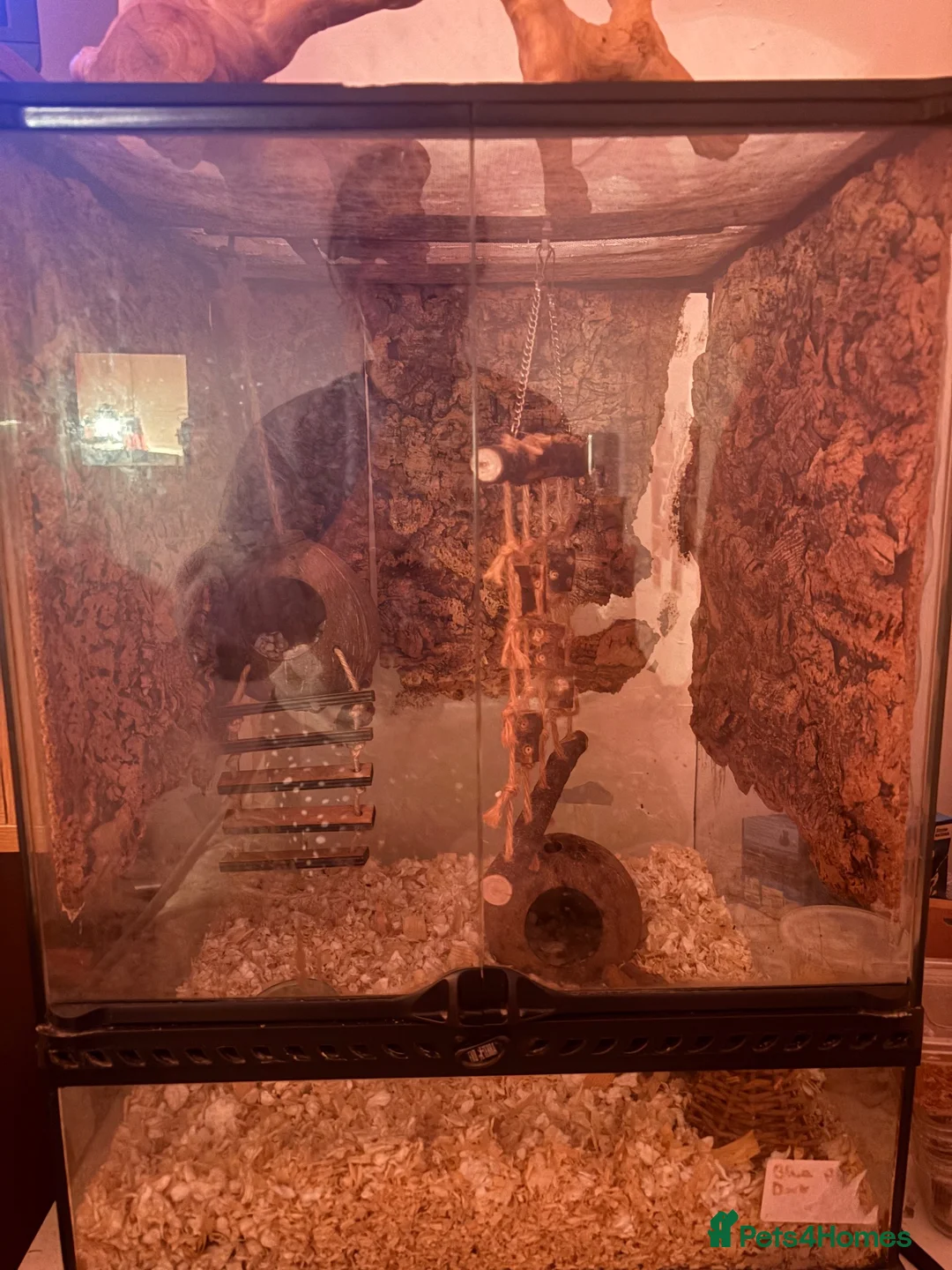 Mixed Breed rodents for sale: african pygmy doormouse+viv in Horsham - Advert 1