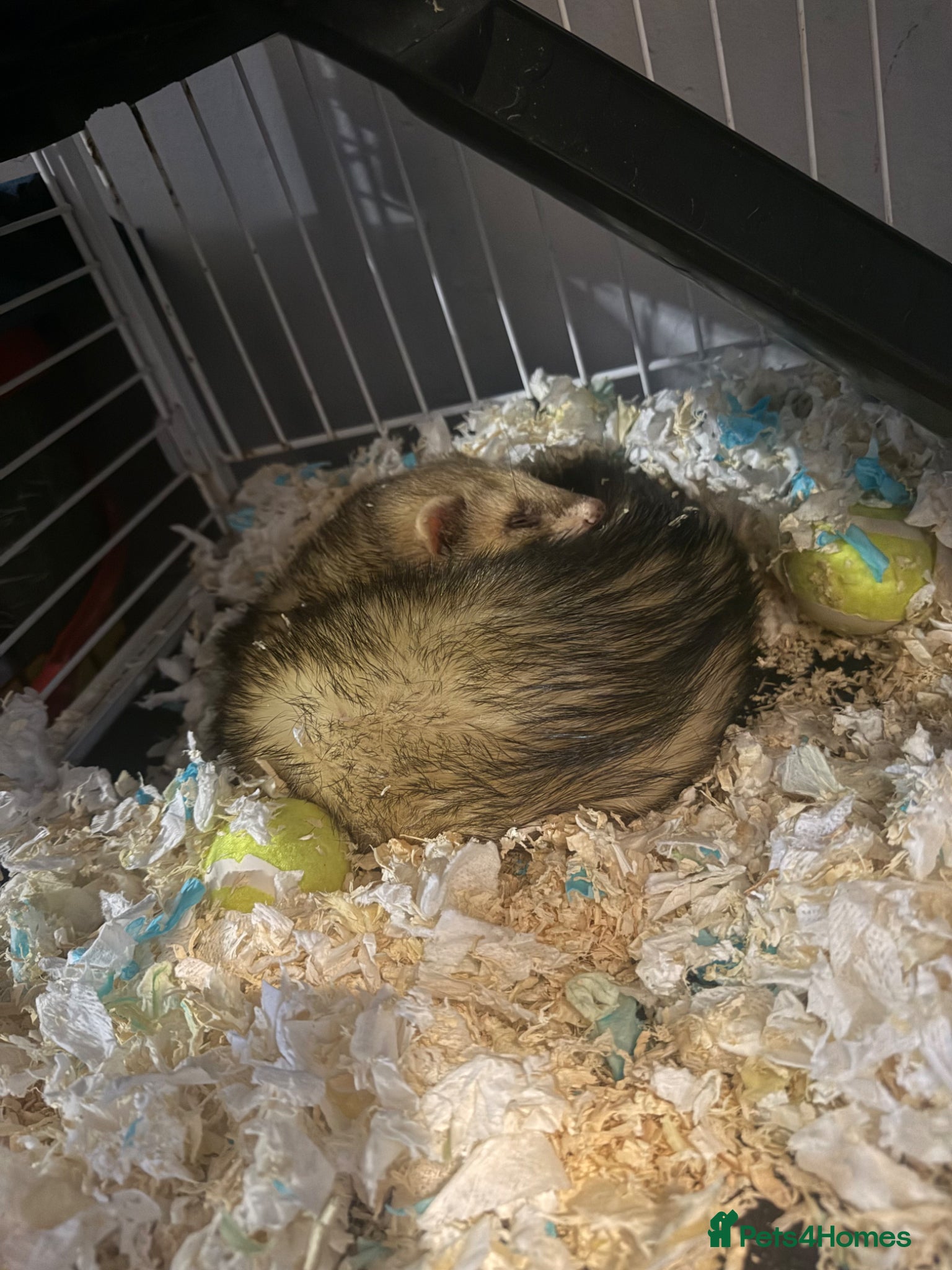 Ferret rodents Huey 1 year old - Advert 12