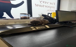 Pomeranian dogs for sale: ✨🐶SPECIAL SMALL SKY🩵BLUE 👀 POMS🐶✨ - Image 26