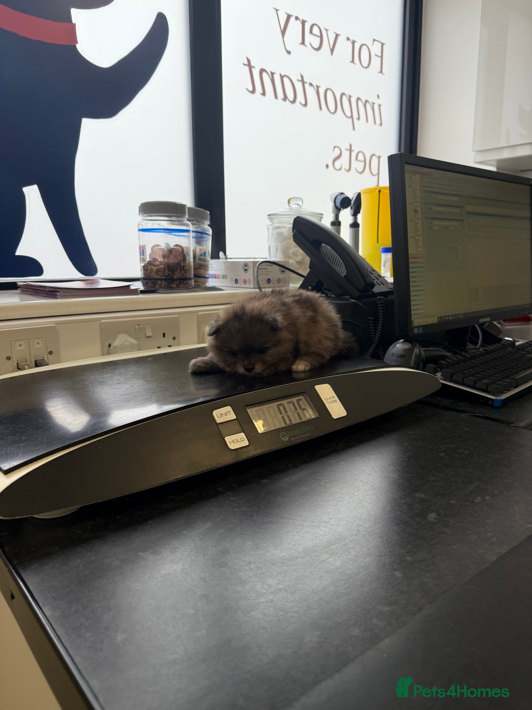 Pomeranian dogs for sale: ✨🐶SPECIAL SMALL SKY🩵BLUE 👀 POMS🐶✨ - Image 26