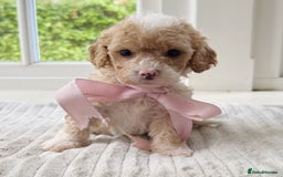 Cavapoochon dogs for sale: Cavapoochon puppies - Image 17