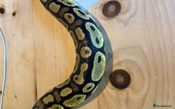 Python Snake reptiles for sale: Royal Python (Fire Yellow Belly) – Female - Image 7