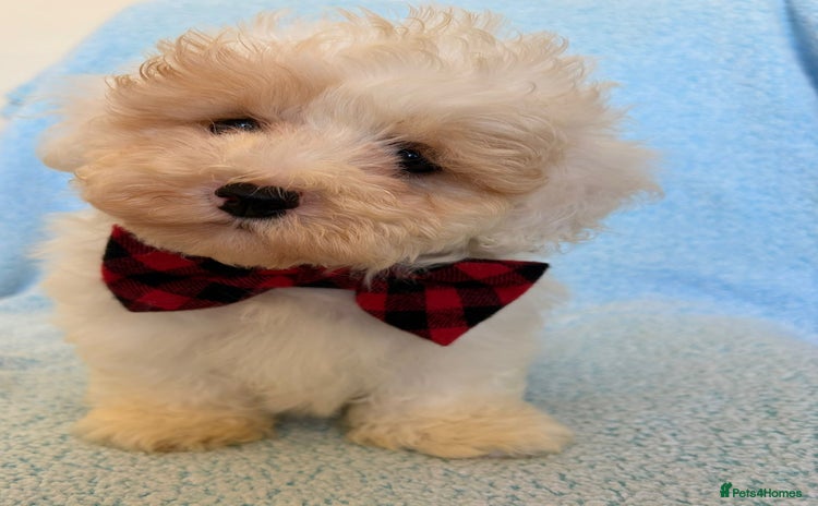 Cavapoo dogs - Advert 16