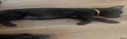 German Shepherd dogs for sale: German shepherd puppies  in Hull - Advert 5