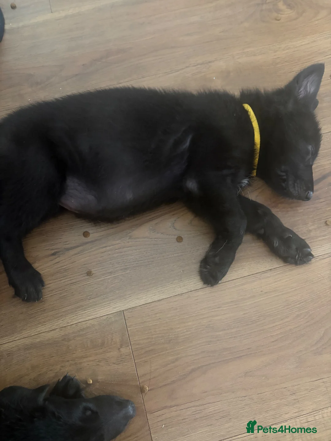 German Shepherd dogs for sale: German shepherd puppies  in Hull - Advert 5