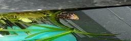 Snails fish for sale: Snails true fresh water nerite  - Advert 10