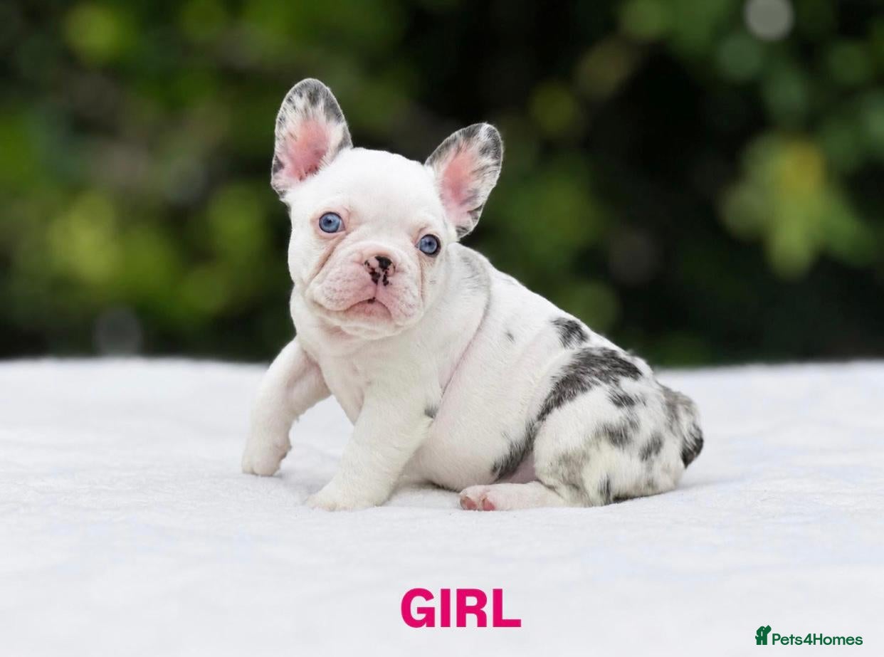 French Bulldog dogs 🌟FRENCH BULLDOG PUPPIES🌟 - Advert 2
