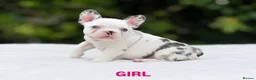 French Bulldog dogs for sale: 🌟FRENCH BULLDOG PUPPIES🌟 - Advert 5