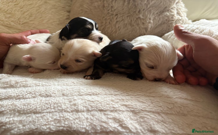 Morkie dogs - Advert 1