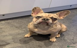 French Bulldog dogs for sale: Pablo - Advert 9