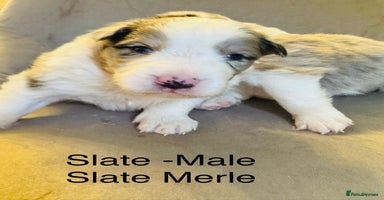 Border Collie dogs - Advert 8