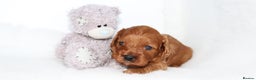 Cavapoo dogs for sale: Welcome to Cotswold Cavapoos - Advert 8