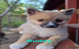 Pomsky dogs for sale: Fully vaccinated, 3 F4 Pomskies. Well socialised. - Image 12