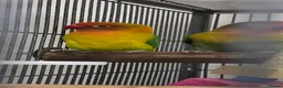 Lovebirds birds for sale: Breeding pair lovebirds in Bristol - Advert 2