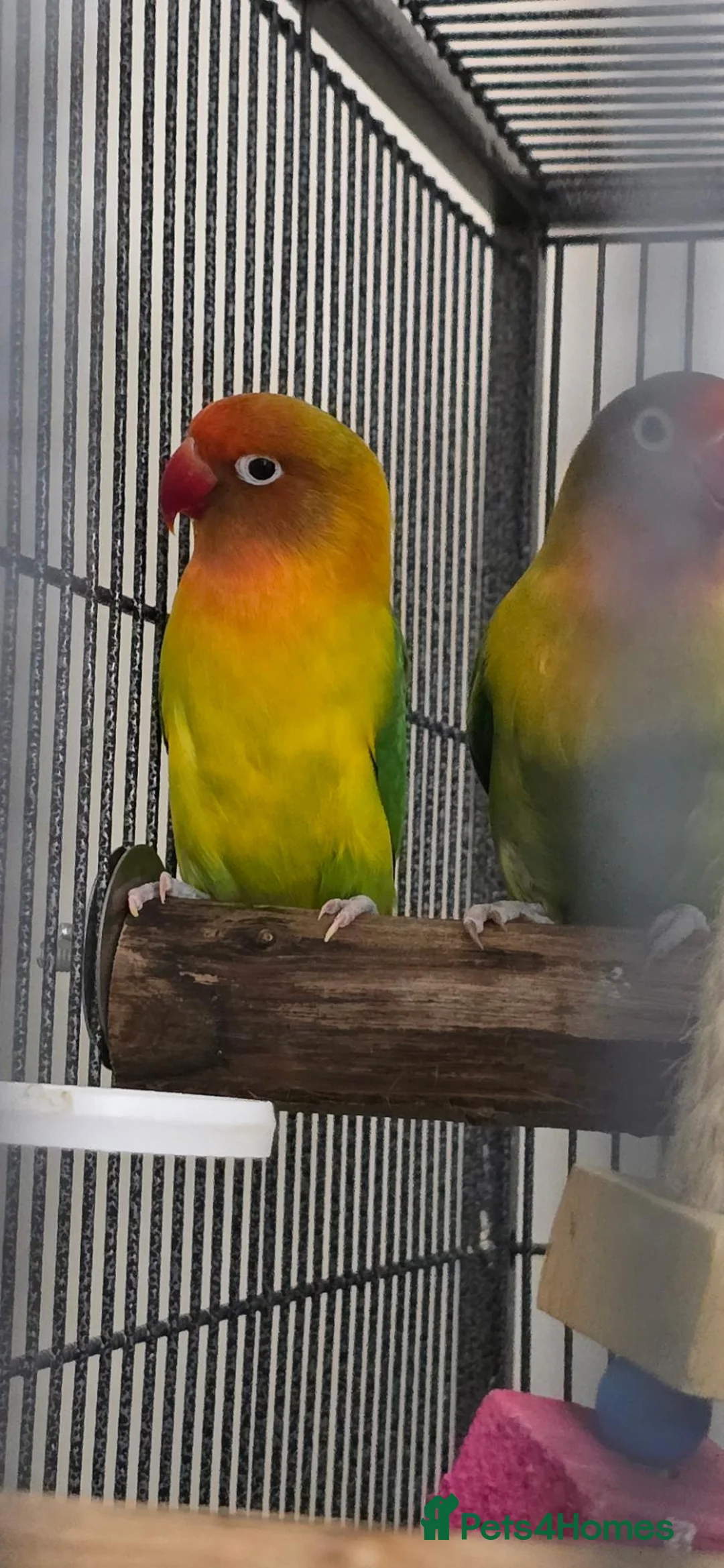 Lovebirds birds for sale: Breeding pair lovebirds in Bristol - Advert 2